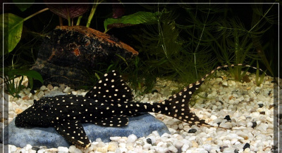 Акантикус Адонис